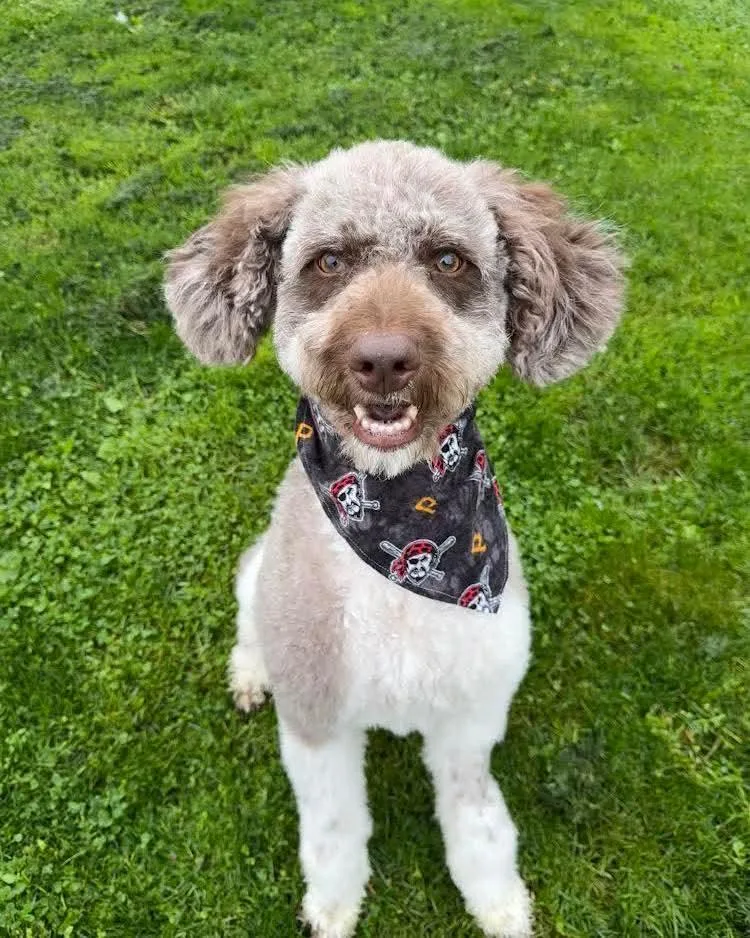 A young medium-sized male Standard Poodle dog named Jack Man for adoption in Washington , PA