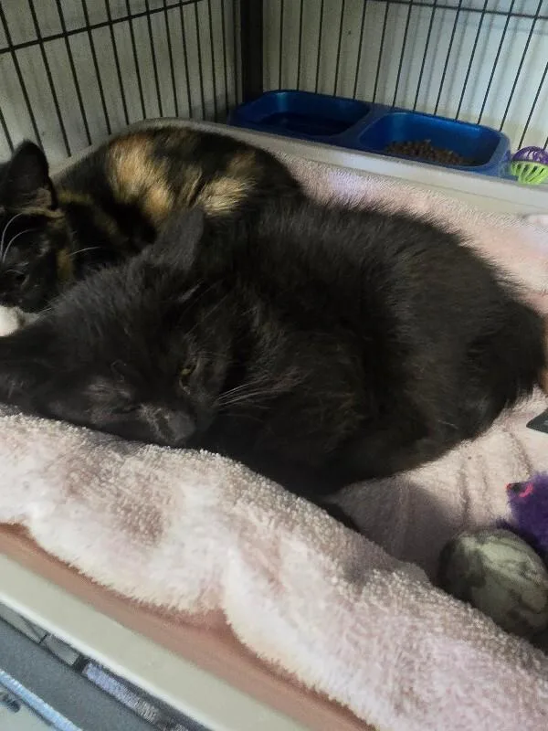 A young medium-sized female Domestic Short Hair cat named Black Pepper for adoption in Cortland, NY