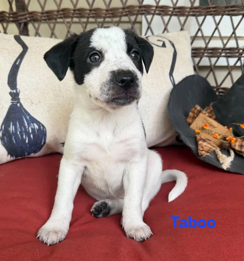 A baby medium-sized male White / Cream American Staffordshire Terrier dog named Taboo for adoption in Blairstown, NJ