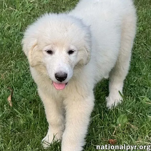 A baby large-sized male White / Cream Great Pyrenees dog named Marshmallow in OH for adoption in Beacon, NY