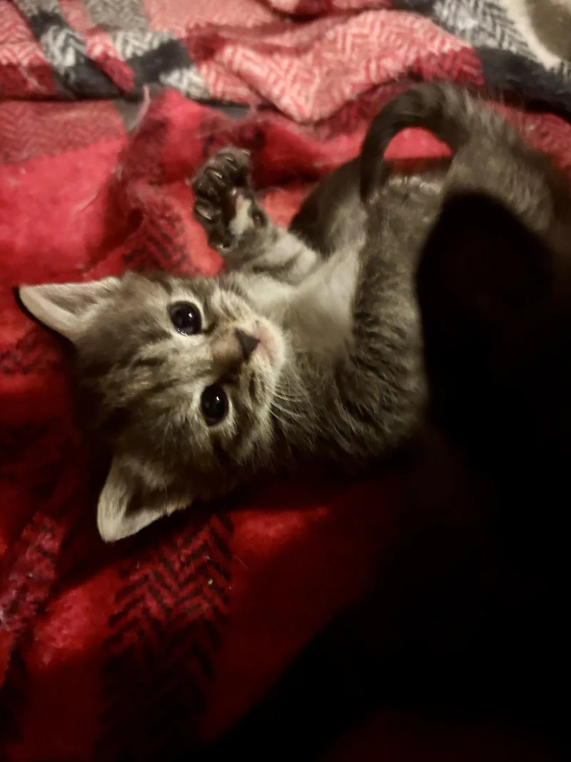 A baby medium-sized female Domestic Short Hair cat named Dandelion for adoption in Roxboro, NC