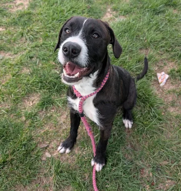 A young medium-sized male Collie dog named Oliver for adoption in Olivette, MO