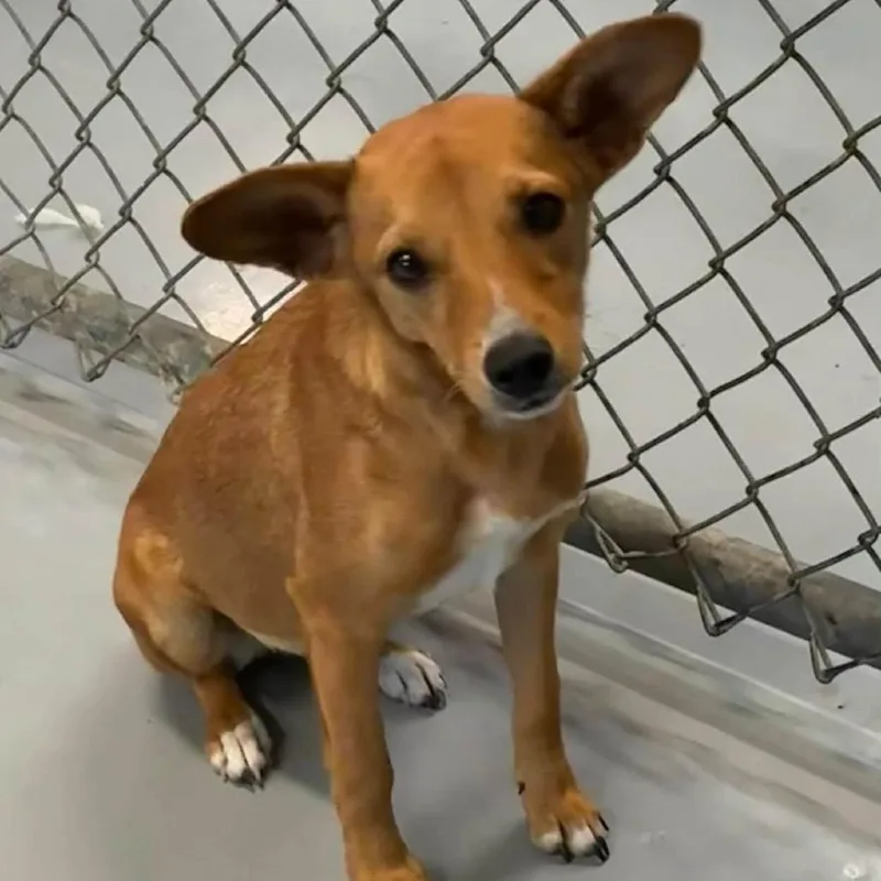 A young small-sized female Brown / Chocolate Mixed Breed dog named Munch for adoption in Aldie, VA