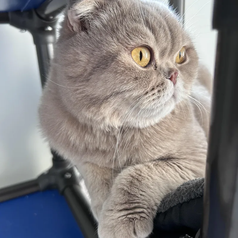 Simba thumbnail 4