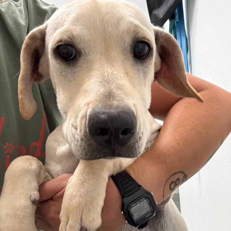 A baby medium-sized female White / Cream Australian Cattle Dog / Blue Heeler dog named Snowball for adoption in Abilene, TX
