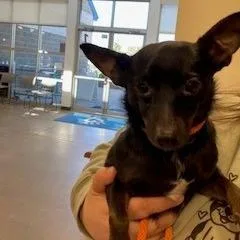 An adult small-sized male Black Chihuahua dog named Yorkstray for adoption in York, PA