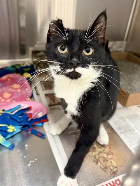 A baby small-sized female Domestic Short Hair cat named Innis for adoption in Olivette, MO