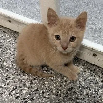 A baby medium-sized male Buff / Tan / Fawn Domestic Short Hair cat named Chicken Nugget for adoption in Bryan, OH