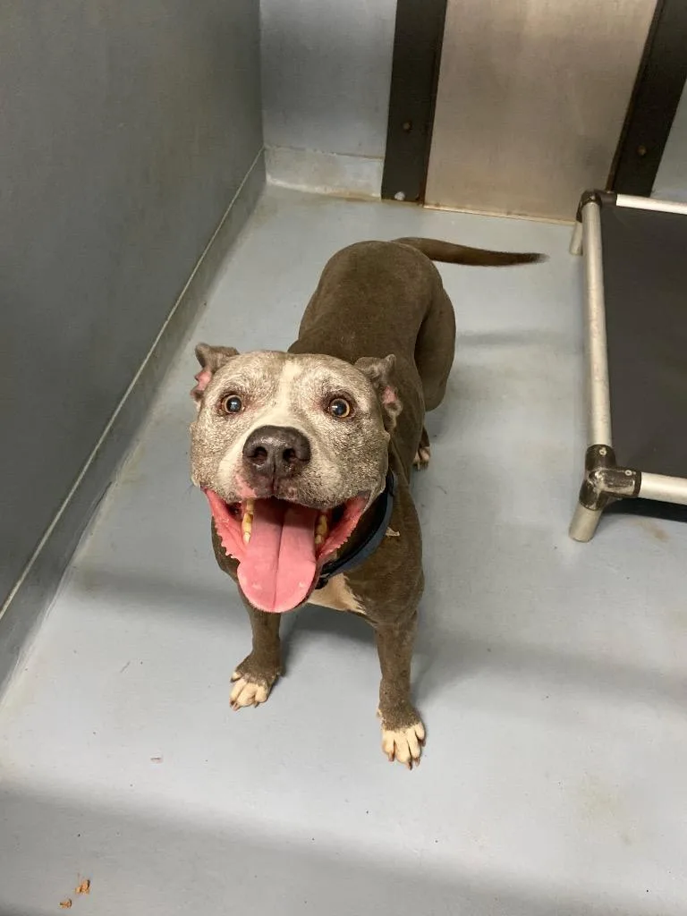 A senior large-sized male American Staffordshire Terrier dog named Buster Scruggs for adoption in Cartersville , GA