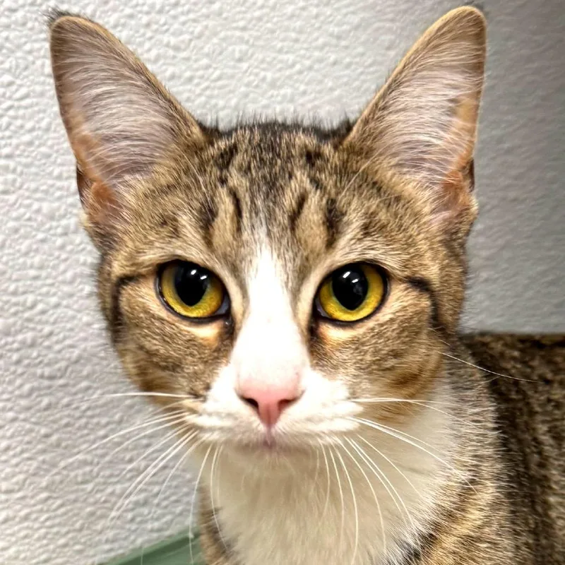 An adult medium-sized female Brown / Chocolate Domestic Short Hair cat named Alani for adoption in Decatur, GA