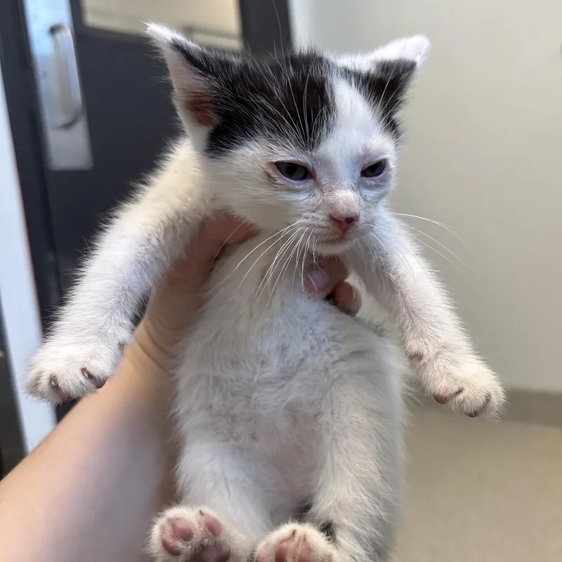 A baby small-sized male White Domestic Short Hair cat named Walnut for adoption in Naperville, IL