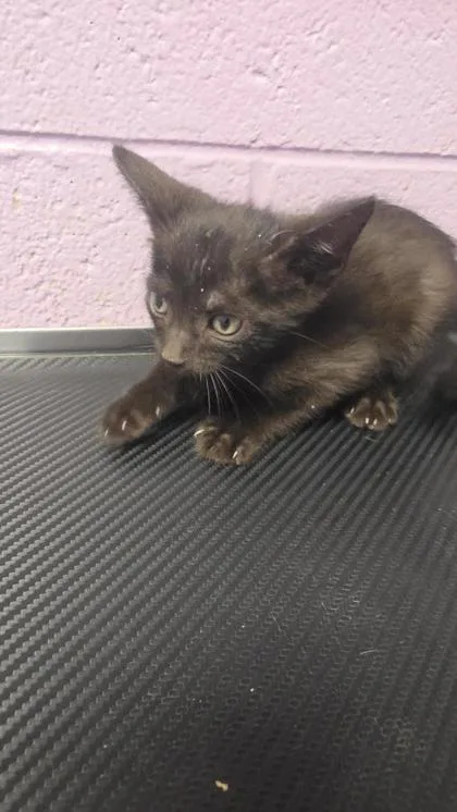 A baby small-sized male Black Domestic Medium Hair cat named Pisces for adoption in El Paso, TX