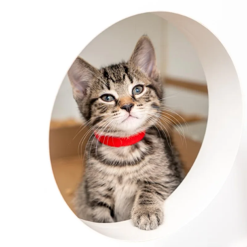 A baby small-sized male Brown / Chocolate Domestic Short Hair cat named Whirlwind for adoption in New York, NY