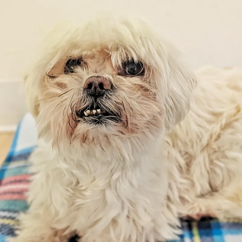 Mimi