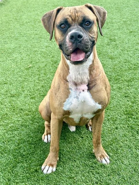 An adult large-sized male Mixed Breed dog named Chico for adoption in Dallas, TX