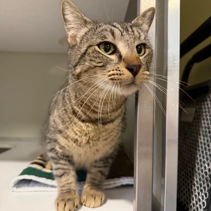 An adult large-sized male Brown / Chocolate Domestic Short Hair cat named Guinness for adoption in Chesapeake, VA