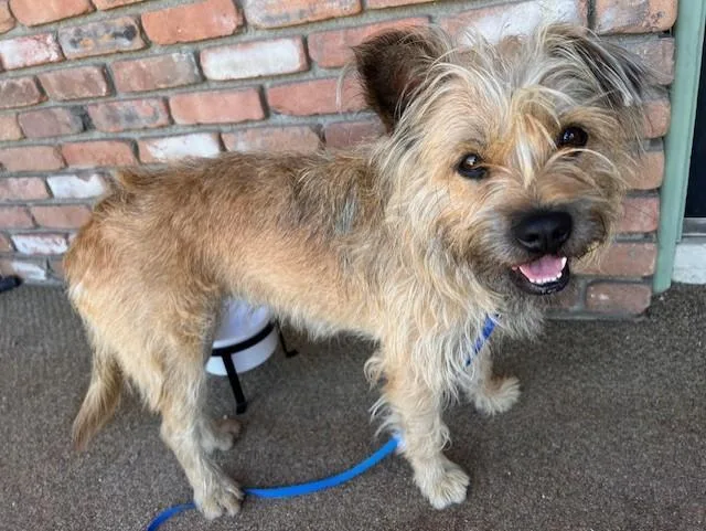 A young medium-sized female Border Terrier dog named Kneesaa for adoption in Riverside, CA