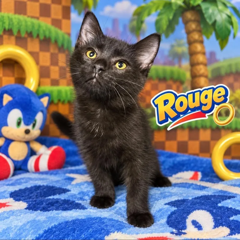 A baby small-sized female Black Domestic Short Hair cat named Rogue for adoption in Quincy, OH