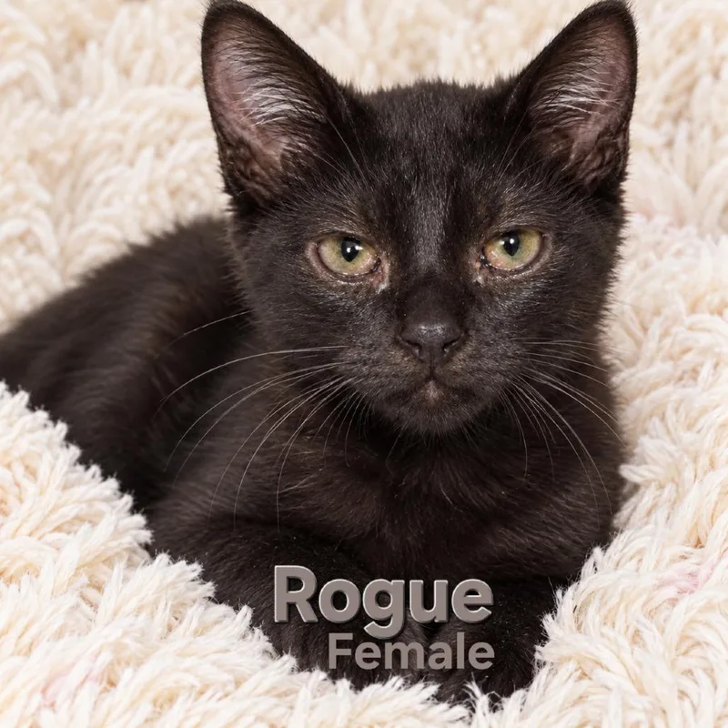 Rogue thumbnail 2
