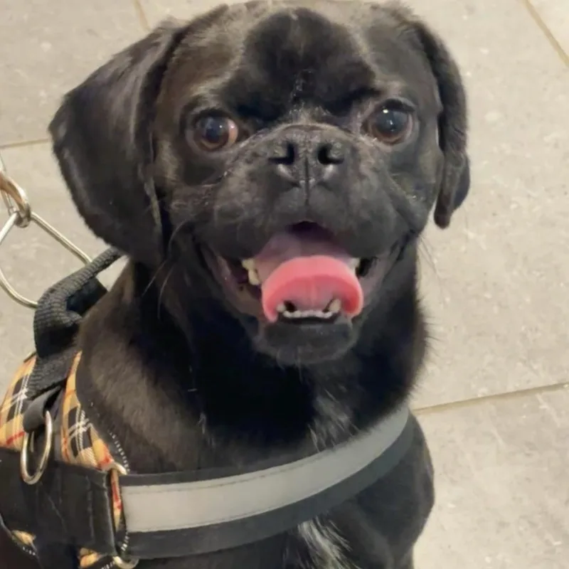 A young small-sized male Black Pug dog named Juju for adoption in Hamilton , NJ