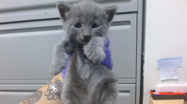 A baby small-sized female Domestic Short Hair cat named Emerald for adoption in Miami, FL