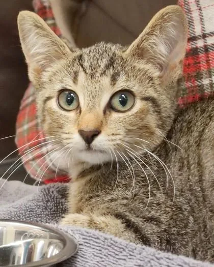 A baby small-sized male Domestic Short Hair cat named Mr. Worldwide for adoption in Fishers, IN