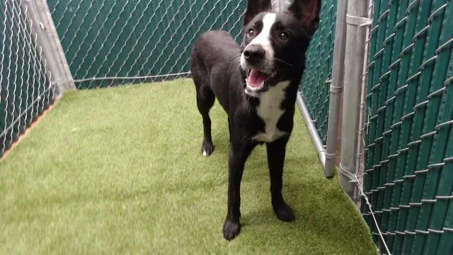 A young medium-sized male Siberian Husky dog named Negro for adoption in Downey, CA