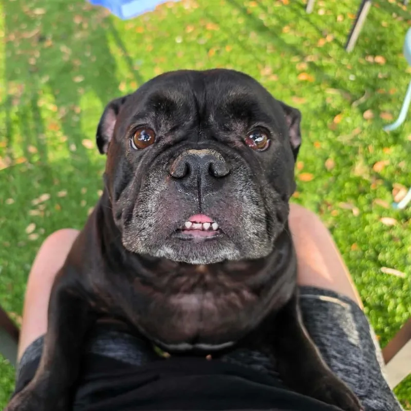 An adult large-sized female American Bulldog dog named Stella for adoption in Port Richey, FL
