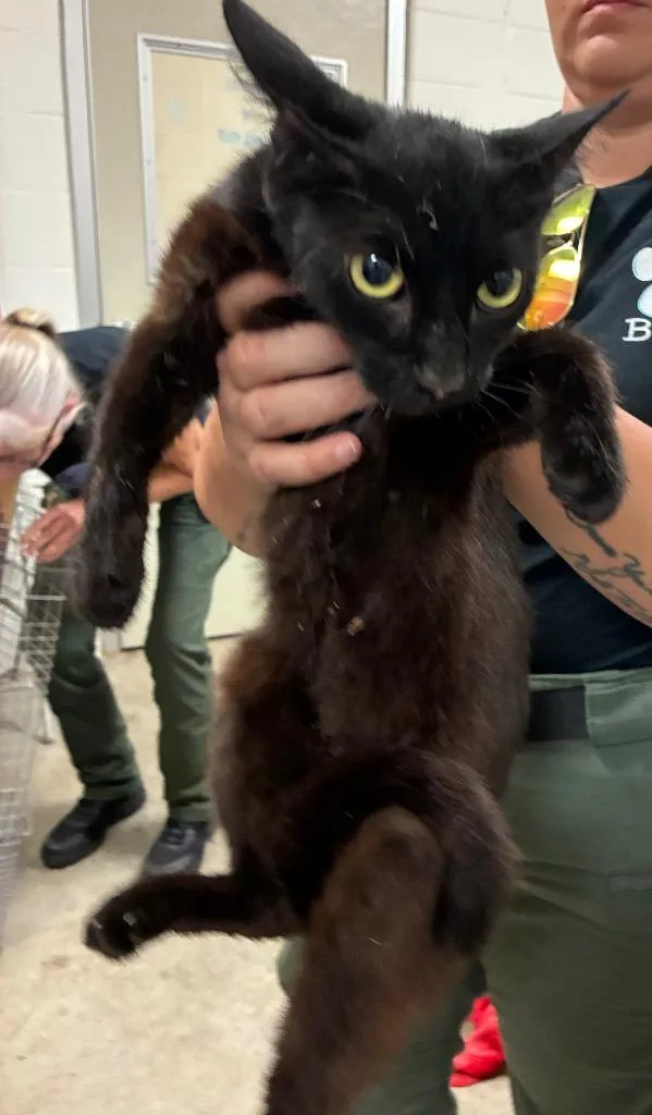 A young small-sized female Domestic Short Hair cat named Sabine for adoption in Bossier City, LA