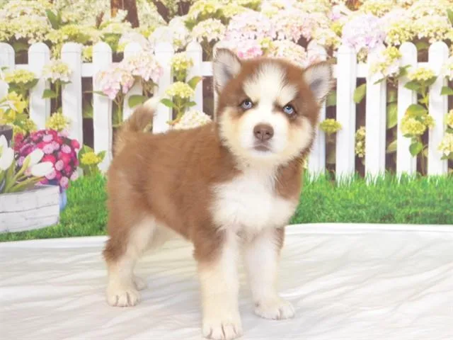 A baby small-sized female Siberian Husky dog named Nana for adoption in Oroville, CA