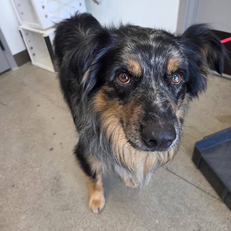A young medium-sized male Black Australian Shepherd dog named Merle for adoption in Sand Springs, OK