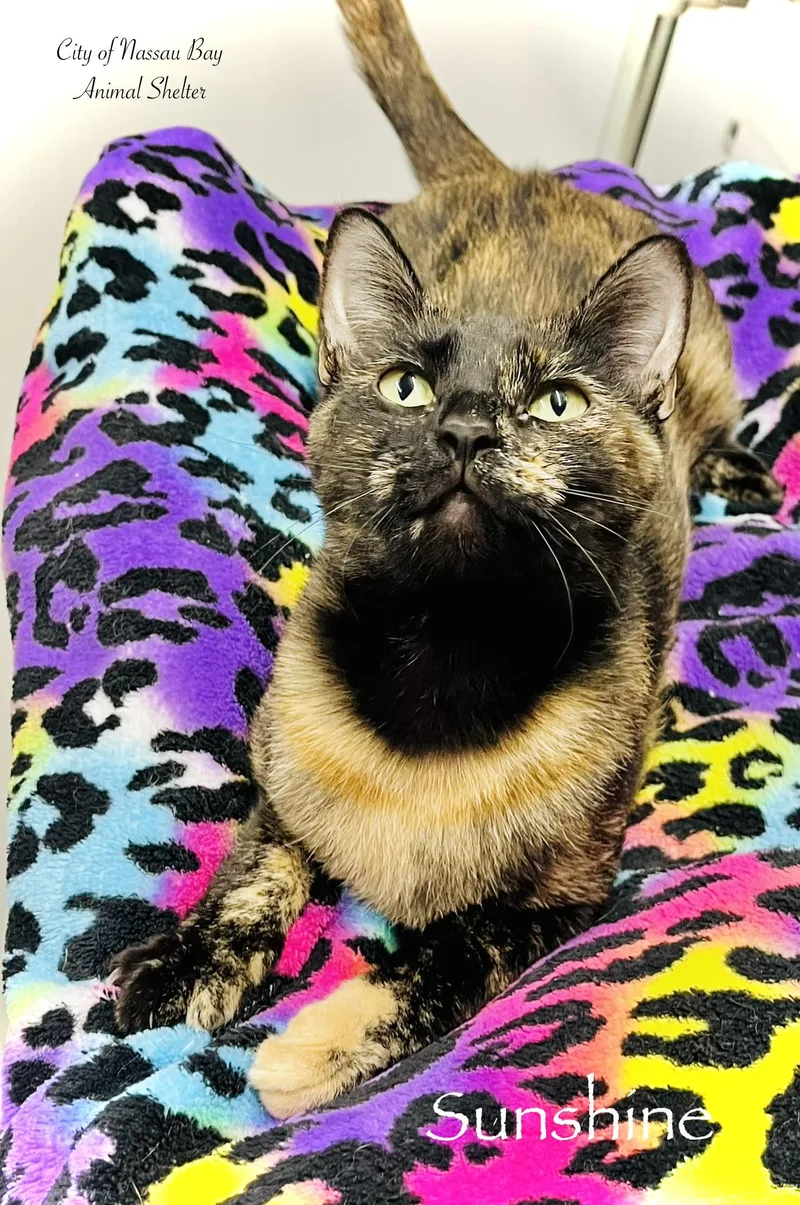 A young medium-sized female Tortoiseshell cat named F Sunshine for adoption in Nassau Bay, TX