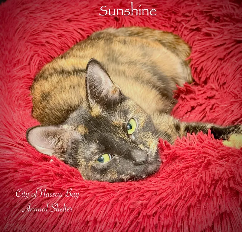 F Sunshine thumbnail 3