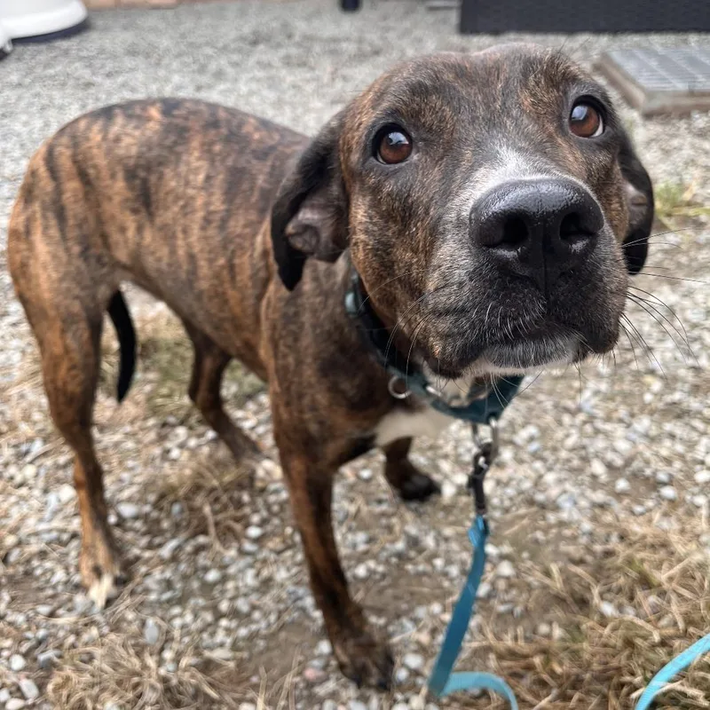 An adult medium-sized female Black Mixed Breed dog named Sibyl for adoption in Fairport, NY