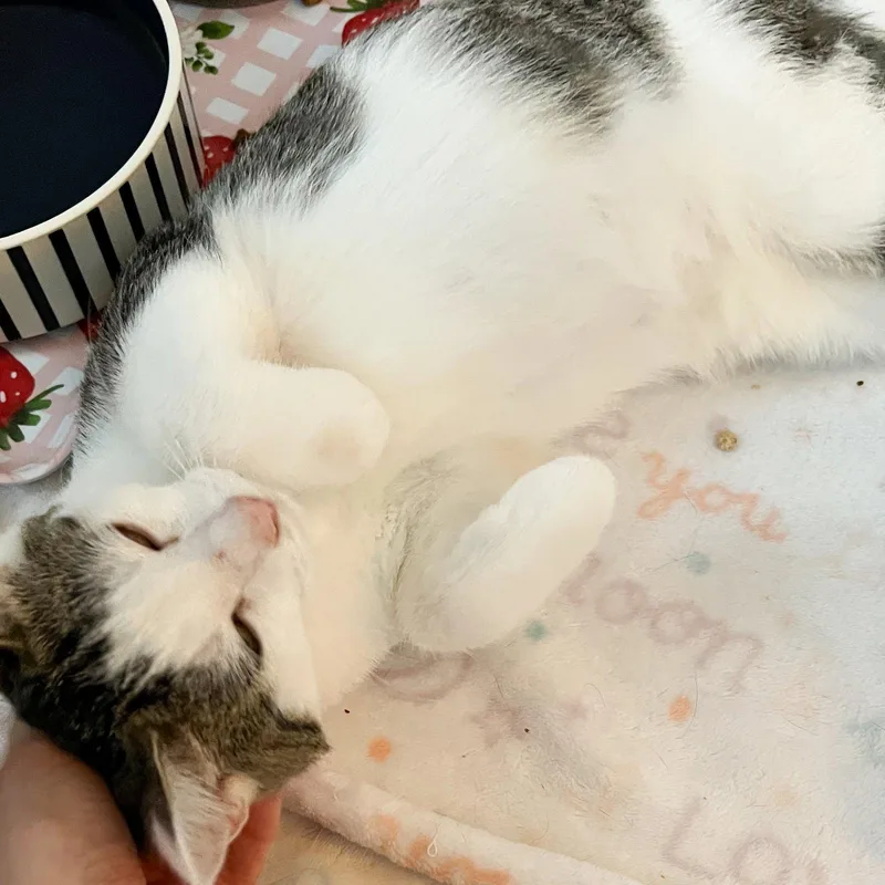 A baby medium-sized male Tabby cat named Boo! for adoption in Cincinnati, OH