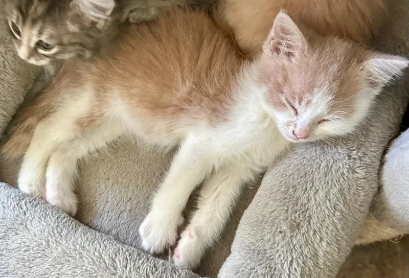 A baby small-sized male Domestic Short Hair cat named Lynx for adoption in Urbandale, IA