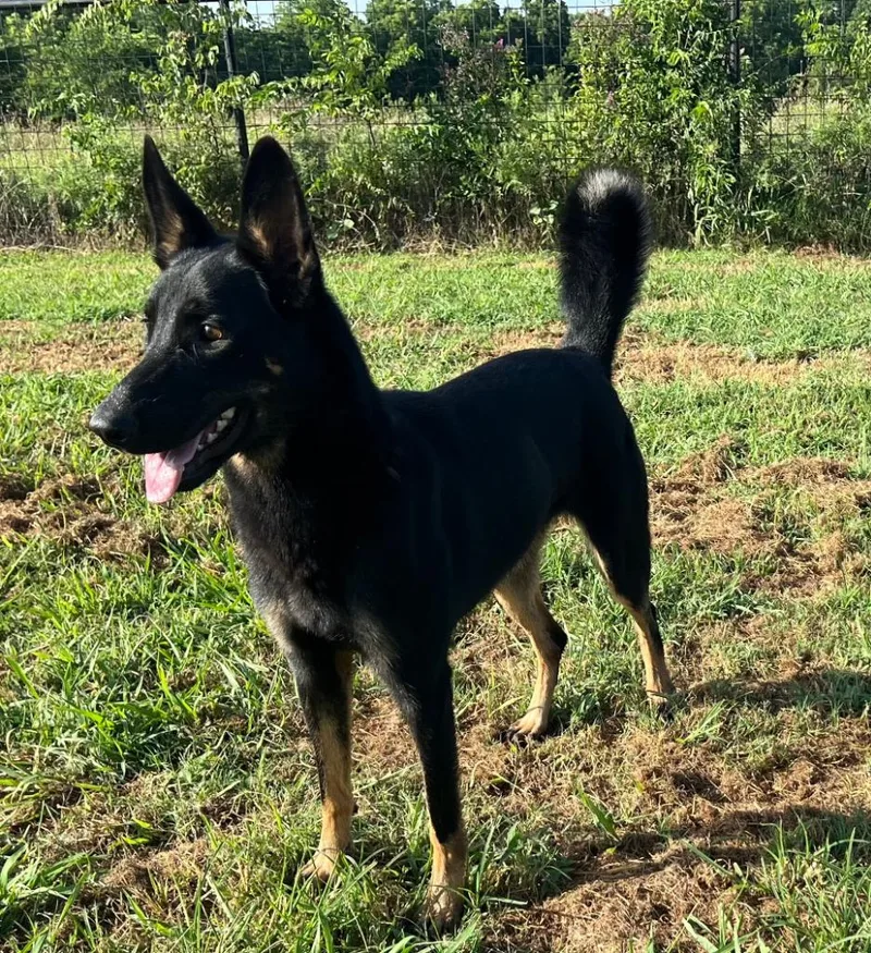 A young medium-sized female Belgian Shepherd / Malinois dog named Nova for adoption in Farmersville, TX