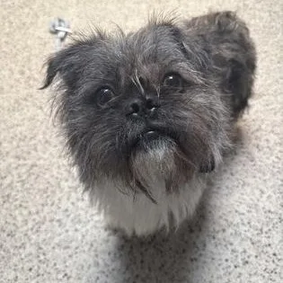 An adult small-sized male Shih Tzu dog named Dio for adoption in Philadelphia, PA