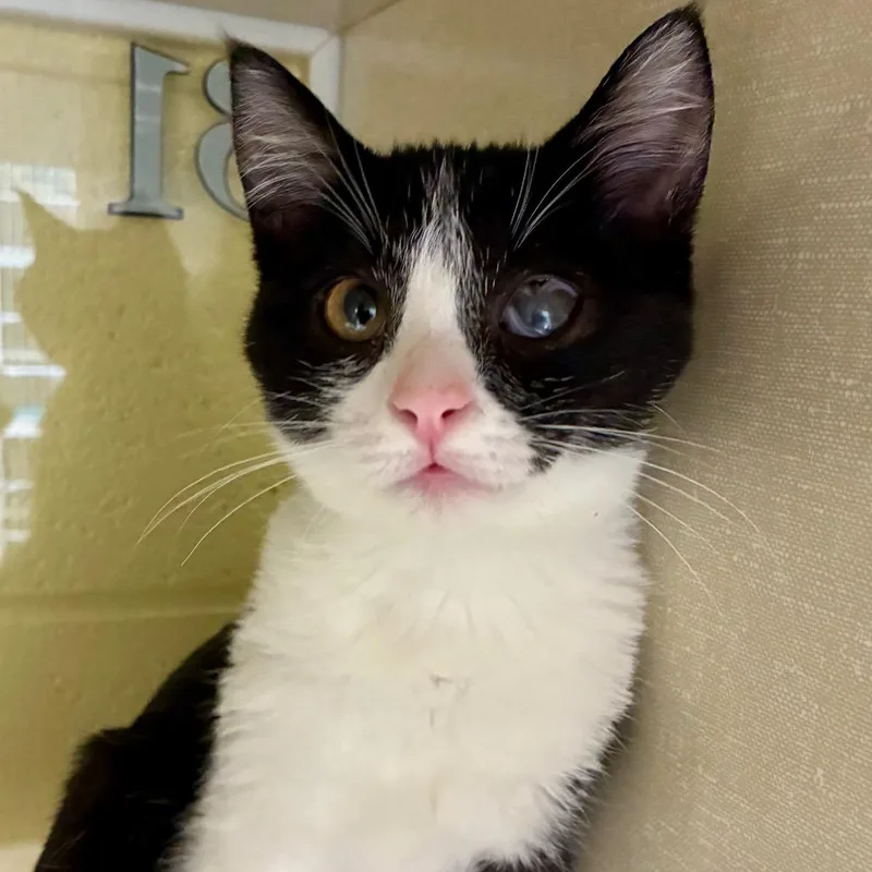 A baby small-sized female Black Domestic Short Hair cat named Pringles for adoption in West Olive, MI