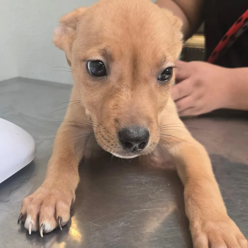 A baby small-sized female Black Terrier dog named Elektra for adoption in San Jacinto, CA