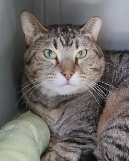 An adult medium-sized female Domestic Short Hair cat named Tito for adoption in Fishers, IN