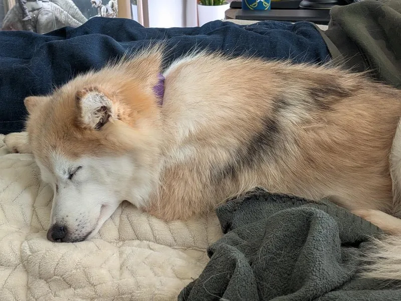 An adult small-sized female Pomeranian dog named Aurora for adoption in Amherst, NY