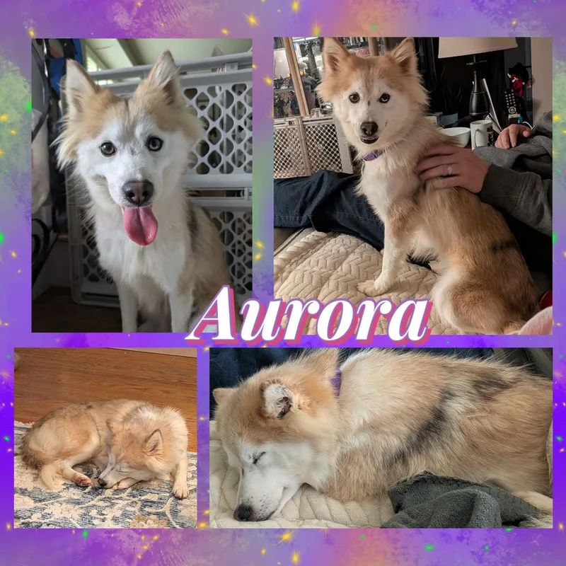 Aurora thumbnail 2