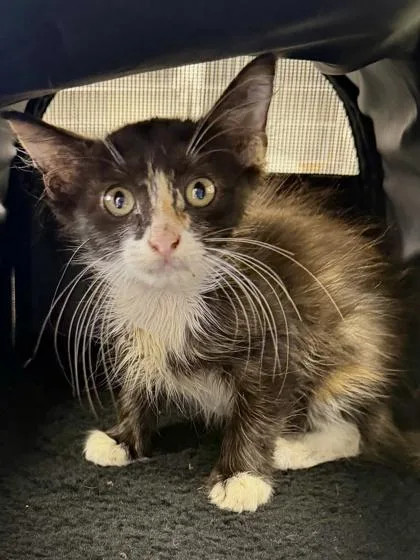 A young small-sized female Domestic Medium Hair cat named Poppy for adoption in San Antonio, TX