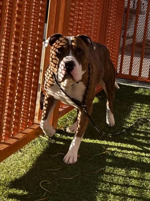 An adult large-sized male Pit Bull Terrier dog named Maui for adoption in Las Vegas, NV