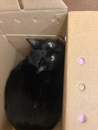 A senior medium-sized male Black Domestic Short Hair cat named Jethro for adoption in Wichita, KS