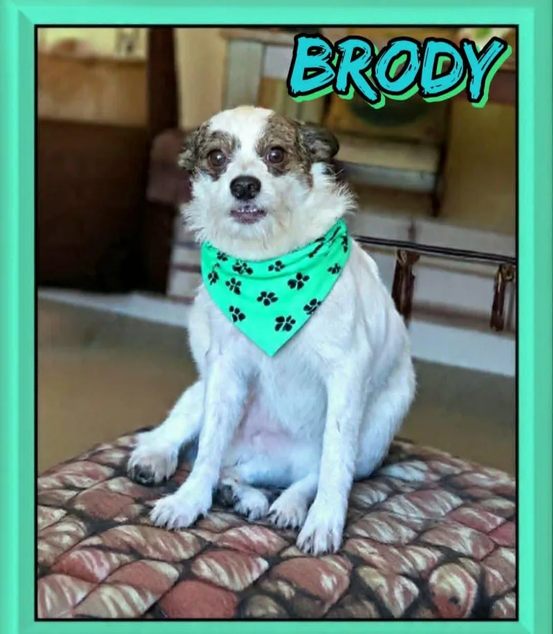 Brody thumbnail 2