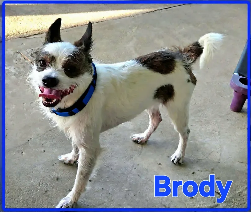 Brody thumbnail 3