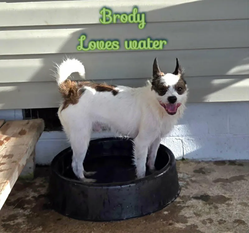 Brody thumbnail 4