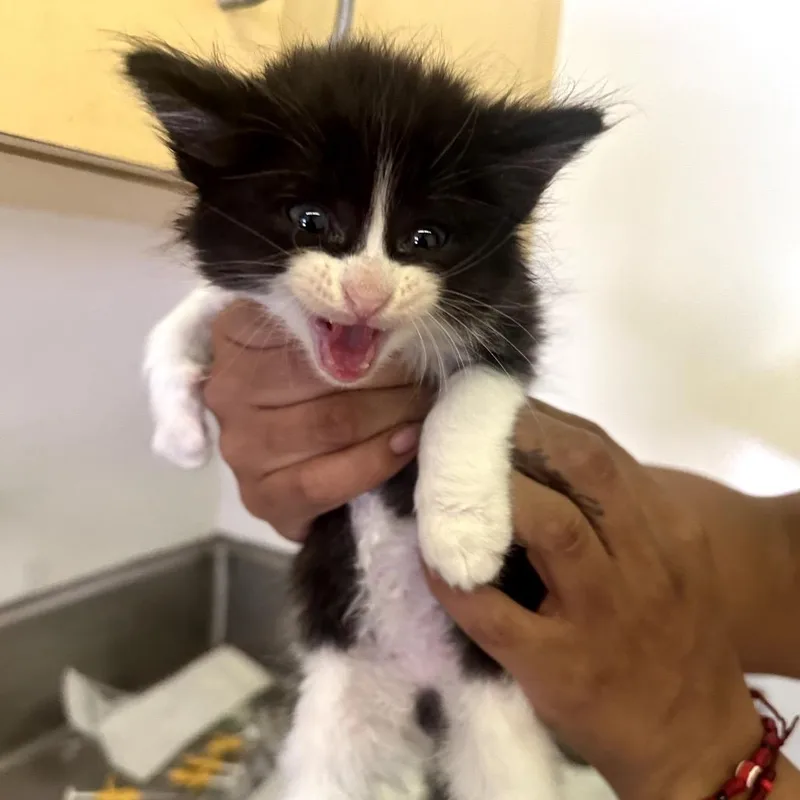 A baby small-sized male Black Domestic Short Hair cat named Figaro for adoption in Los Angeles, CA